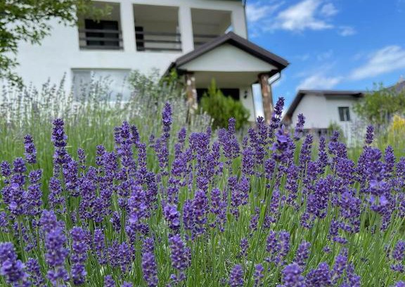 Vintila Voda House | Top-Rated Family Retreat at Pensiunea Carmen Awaits