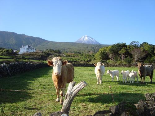 Cais do Pico Apartment | Oceanfront Casa Do Canto: Guest Rated 9/10 with Hot Tub