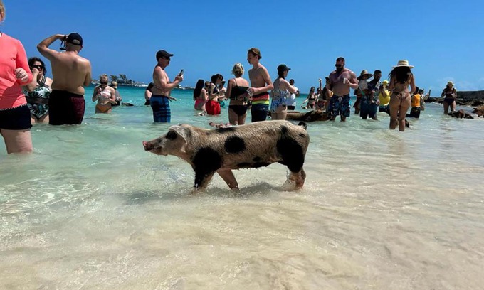 Nassau Boat Rental | Unforgettable Pig Beach Tour on CAT Phoenix 777 Boat