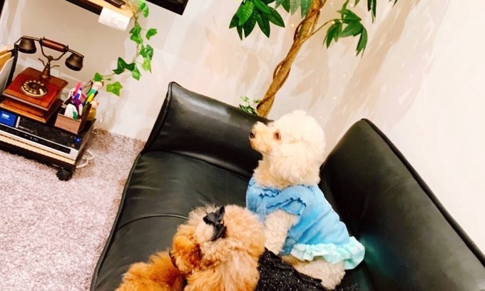 Nishi Ward Condo | Pet-Friendly Polaris 101: Rated 9.4 with Breakfast Included