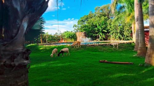 Campos Gerais Hotel | Inviting Pousada Café da Roça: Pet-Friendly Retreat