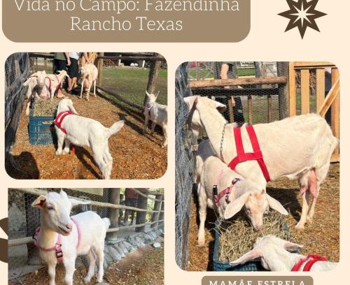 Figueira Hotel | Pet-Friendly Retreat at Pousada Rancho Texas Ubatuba