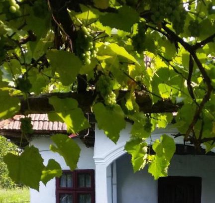 Provita de Sus House | Pet-Friendly Retreat at Pridvorul lui Viorel with Ocean Views