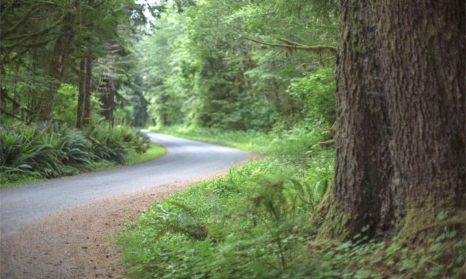 Forks RV Rental | Discover Primitive Tent Site #3 in a Serene Forest Setting