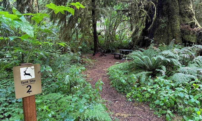 Forks RV Rental | Enchanting Primitive Tent Site in the Rain Forest