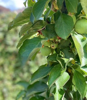 Tirgu Mures Apartment | Accessible Retreat at Private House Citadela Tg.Mures