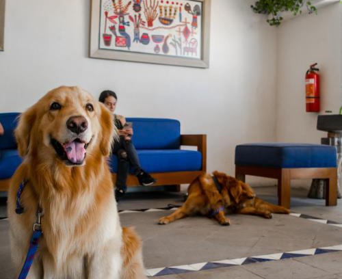 Fluvial Vallarta Hotel | Family Suites at Puerto de Luna - Pet Friendly Getaway