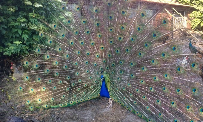 Ostbevern Apartment | Tranquil Stay at The Enchanted Peacock Farm - 10/10 Rating