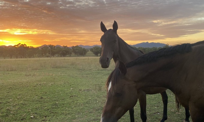 Duri Other | Peaceful Farm Stay Near Tamworth - Pet Friendly & Family Fun