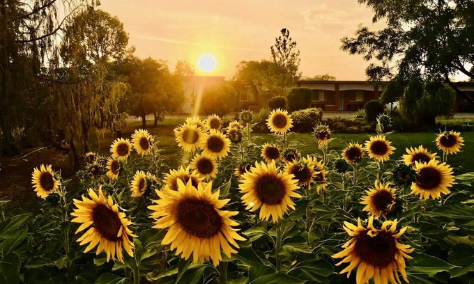 Quirindi Hotel | Discover Quirindi Sunflower Motor Inn: Family-Friendly Stays