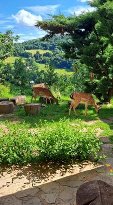 Malecov House | Radja Hobit Penzion: Guest Rated 9.4 with Spa & Hot Tub