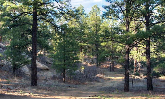 Weston Cabin | Inviting Bald Eagle Cabin with Shower Jacuzzi & Pet-Friendly
