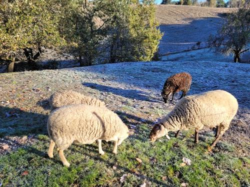 Monclar-de-Quercy Bed & Breakfast | Experience Oceanfront Bliss at Relais de la Poste Hotel