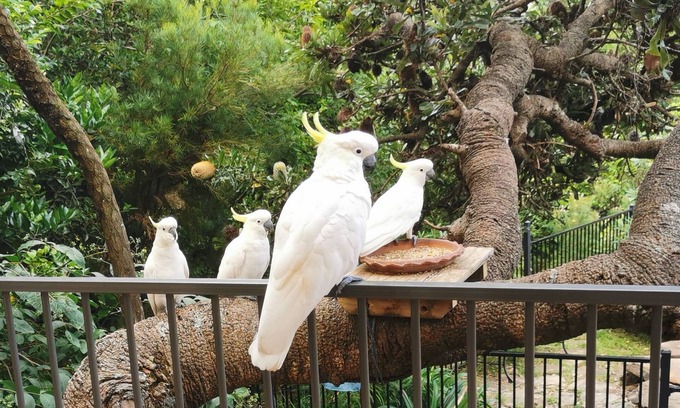 Faulconbridge House | Experience Rock Pool Bush Vista: Rated 9.8 with Private Pool