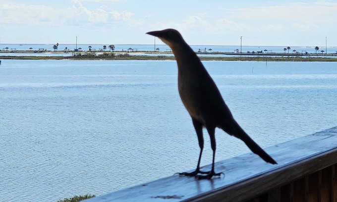 Rockport Condo | Scenic Waterfront Retreat at Summer's Little Bay Getaway