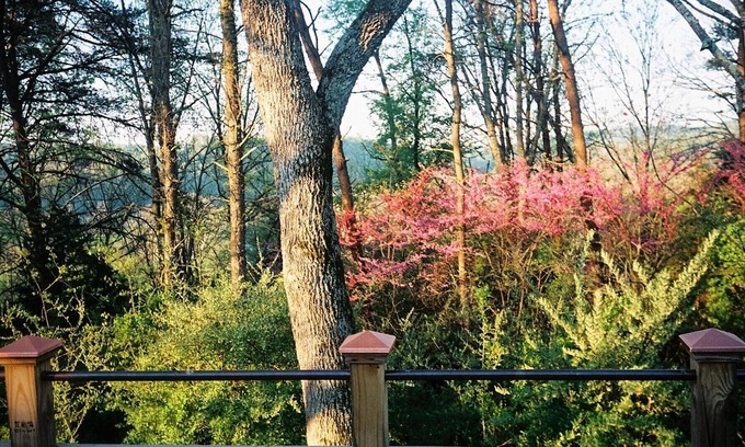 Buena Vista Cabin | Enchanting 1860s Log Cabin with Pool & Pet-Friendly Stay