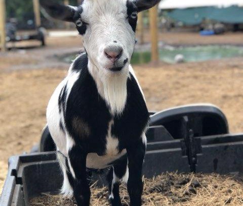 Putnam Hall Other | Explore Rooterville Animal Sanctuary with Unique Glamping