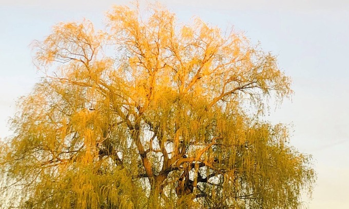Adelaide Metcalfe Apartment | Rustic Stay on our Alpaca Farm, close to Grand Bend!