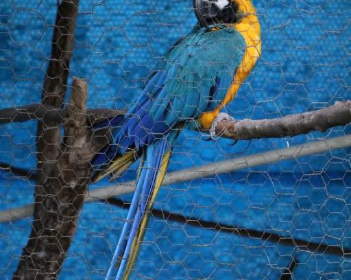 Guaramiranga House | Pet Friendly Getaway at Sítio Recanto da Botija