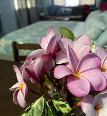 Sale'aula Apartment | Family-Friendly Sale’aula Lava Studio Apartment with Great Reviews