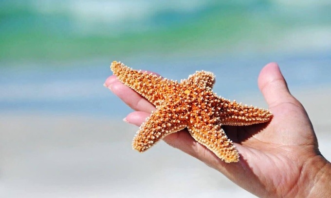 Belmont Shore Apartment | Pet Friendly Salty Starfish: Beachfront Bliss for All
