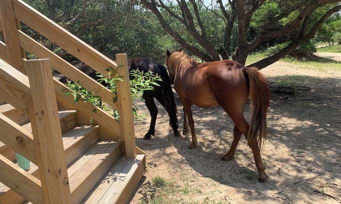 Carova Beach House | Beachfront Getaway: Wild Horses & Family-Friendly Fun