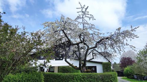 Hallenberg Apartment | Discover Sauerland-Alm Winterberg: Family-Friendly Retreat