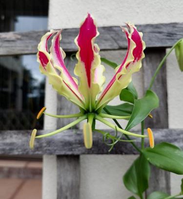 Westville Bed & Breakfast | Tranquil Serenity Place with Garden View & Poolside Escape