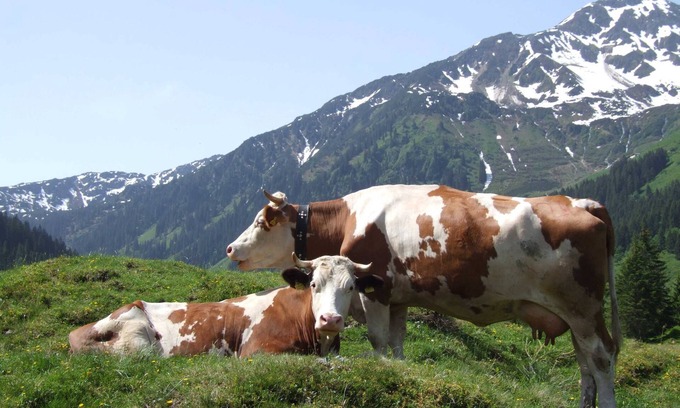 Niederau Hotel | Cozy Single Room with Breakfast at Hotel Schneeberger