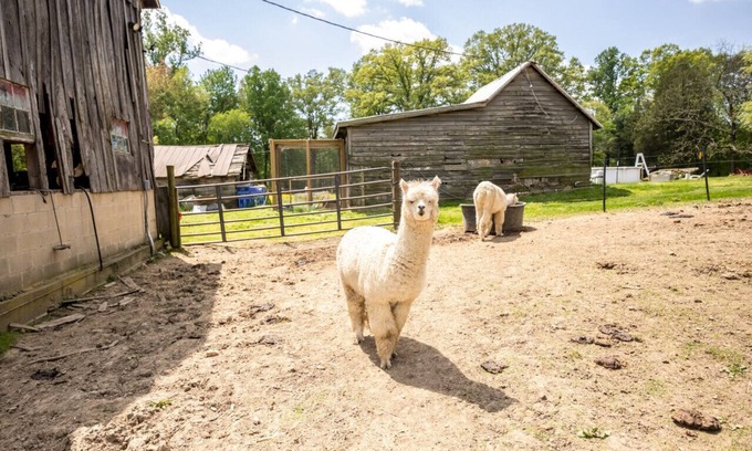 Bel Air House | Ideal Getaway: Small House on Gentleman’s Farm Awaits
