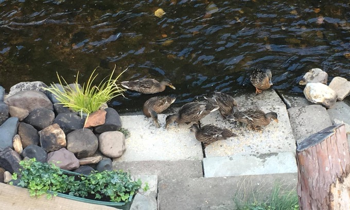 Lasswade Apartment | Pet-Friendly Stag Lodge with River View at Kevock Vale Park