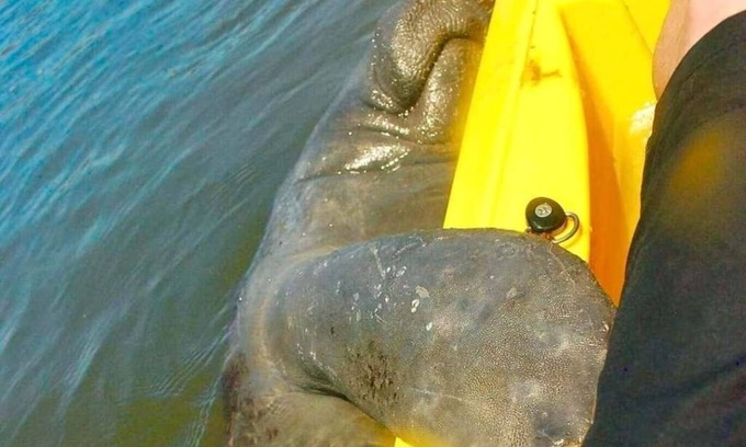 Cocoa Beach Condo | Experience Kayaking with Dolphins and Manatees Today