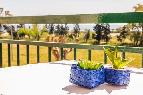 Porticato Apartment | Oceanfront Family Retreat at Studio Coral View