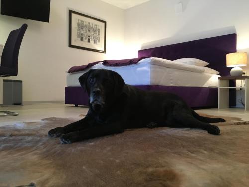 Bad Zell Apartment | Pet-Friendly Studio Hofer with Oceanfront Pool Views