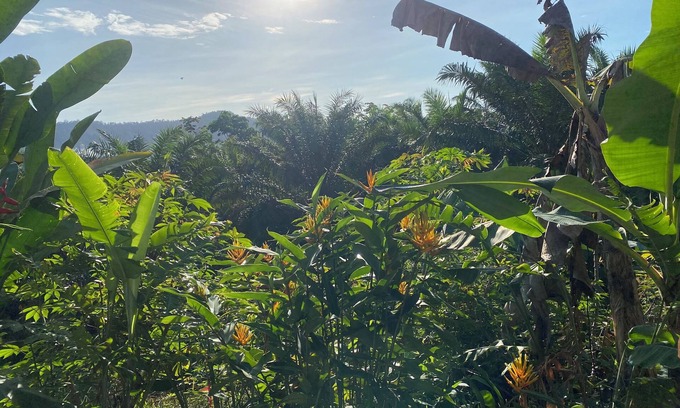Drake Bay Bed & Breakfast | Ocean View Oasis at Sunrise: Guest Rated 10/10 with Spa
