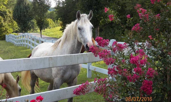 Tellico Plains House | Discover T-Lea Farm: Your 73-Acre Retreat in Tennessee