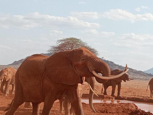 Taita Taveta Hotel | Discover Tausa Tsavo Eco Lodge: Pet-Friendly Oceanfront Retreat