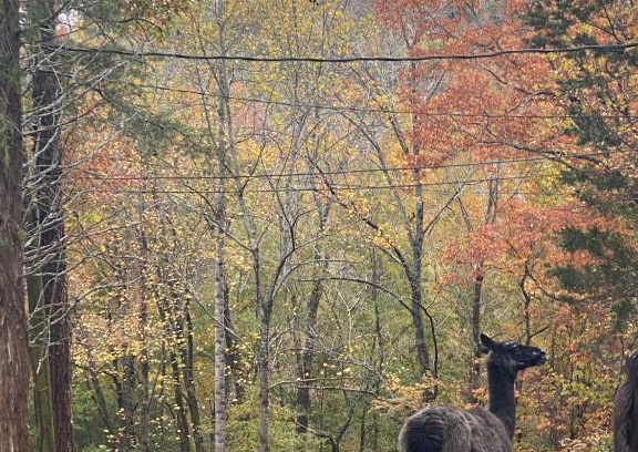 Hixson Other | Relax at Tentrr Signature Site - Peaceful Hollow Farm Glamping