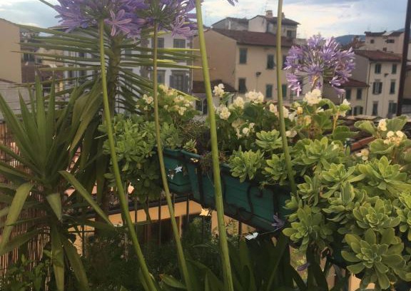 Santa Croce Apartment | Experience Terrazza su Sant'Ambrogio: 10/10 Guest Rated Retreat