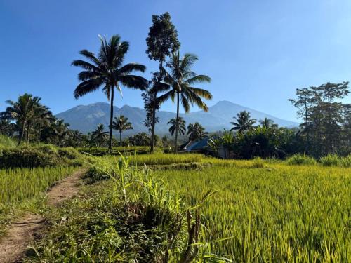 Tetebatu Hotel | Inviting Tetebatu Valley Bungalows with Oceanfront Views