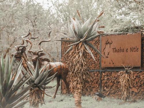 Thabazimbi Other | Discover Thaba eNtle Private Boutique Game Farm Retreat