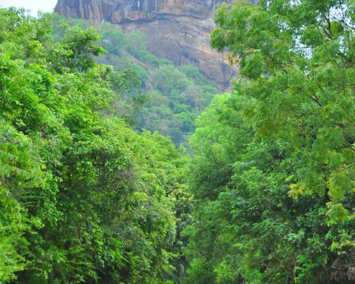 Sigiriya House | Experience Thal Sewana Home Stay: Guest Rated 10/10