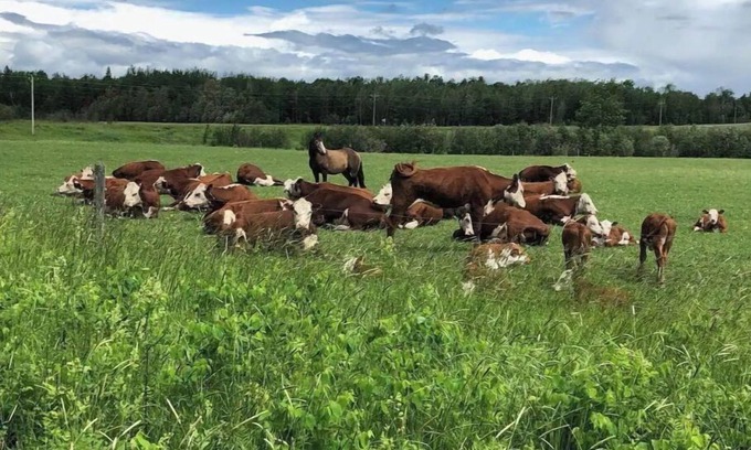 Orr Other | Family-Friendly Getaway at The Farmhouse at Elm Creek Farms