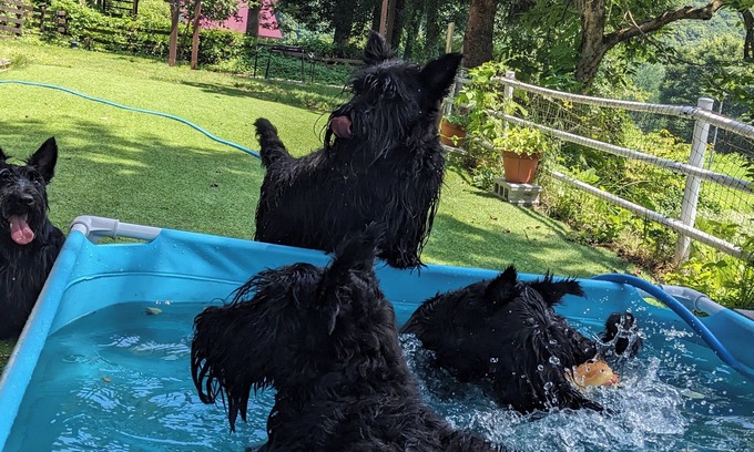 Mikata-gun House | The Jasmine Creek