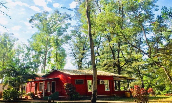 Amba Resort | Discover The Jungle Resort Amba: Pet-Friendly Retreat Awaits