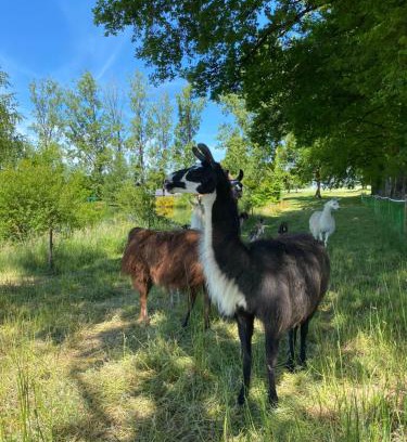 Lavernat House | Enchanting Loire Valley Llama Farm Stay with Pool & Ocean View