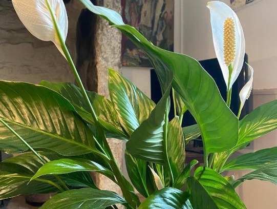 Pendeen House | Artistic Escape at The Painter’s Retreat - Family Friendly