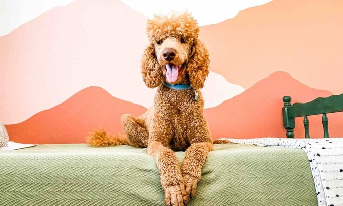 West Valley House | The Retro - dog friendly!