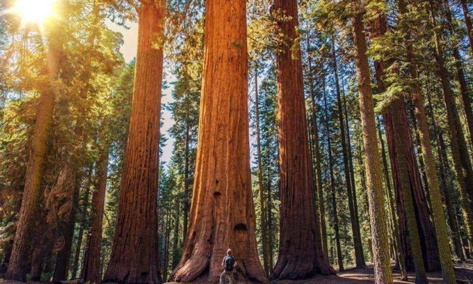 Three Rivers House | Discover The Sequoia Hut - Family Friendly Escape Awaits!