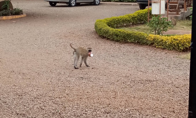 Thika House | Relaxing Stay at Thika Nairobi Guests House with Pool & Spa